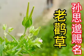 农村常见的植物叫做老鹳草，老人都知道要收藏，看完之后涨知识了