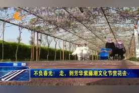 新都区：春暖花开，到芳华紫藤潮文化节赏花吧视频封面