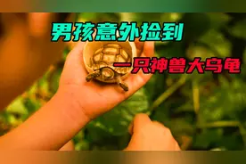 男孩在海边意外捡到一颗神秘巨蛋，里面竟然是一只神兽乌龟视频封面