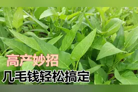 几毛钱的土霉素配一物，空心菜不高产都难，值得学习与分享视频封面