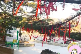 这棵树上绑着好多的红丝带，你知道是做什么用吗？妹子来告诉你视频封面