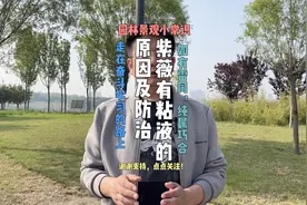 紫薇叶子有粘液原因及防治方法视频封面