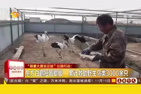 唐山：退伍军人创建民间野生动物保护机构，十年来救助千只鸟视频封面