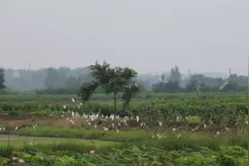 寻趣自然之观鸟——认识白鹭与白鹤