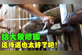 大象脚底受伤严重腐烂，修脚师紧急修复，没想到过程这么解压！视频封面