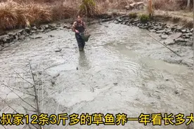 12条3斤多草鱼放鱼塘喂养一年,把水放干,看看鱼长多大了