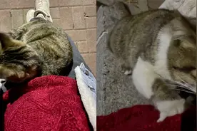 女子怀孕吸引流浪猫，使劲吸她的肚子并踩奶，猫：怀孕很难过冬哦