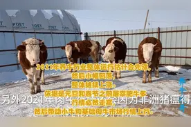 2021年养牛行业整体运行估计会先涨，然后小幅回落，整体继续上涨视频封面