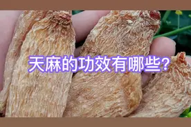 天麻的功效有哪些？视频封面