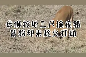 母狮挖地三尺擒疣猪，鬣狗却来趁火打劫