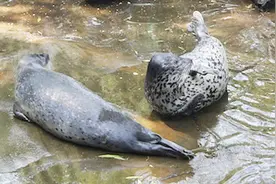 济南趵突泉饲养海豹被网友谴责 景区回应：已获政府批准