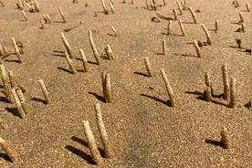 大庆赶海，大海退潮后沙滩上全是密密麻麻的小管子，还有章鱼宝宝