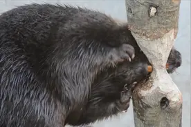 河狸咬断一棵树需要多久？两颗门齿犹如电锯，让人叹服