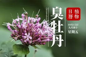 花比牡丹 型如绣球 相传是神龙尝百草的第一味 称“百草之源”视频封面