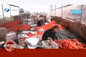 开封番茄滞销，8毛一斤卖不出去，菜农，本钱都赔了视频封面