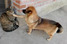 小黄想找小萌玩，又怕被猫打，小猫握着拳头随时准备打狗视频封面