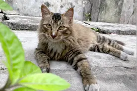 流浪猫能听声辨人，听到我说话马上从屋顶跳下，要给肉才放人