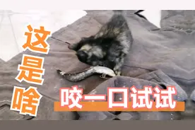 小奶猫打算吃掉比自己还重的鱼，成功了吗？感叹猫的基因记忆