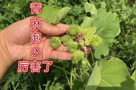 农村的“苘麻”泡水喝厉害了！今天才知道，苘麻有这么多用途！