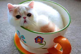 盘点世界上最可爱的4种宠物！萌到心化！