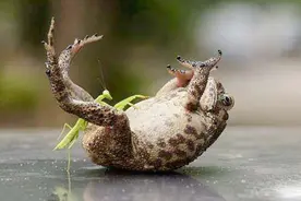 第四期 第四战 Polyspilota aeruginosa VS 离塞蛛视频封面