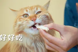 既然猫咪吃不了薯条，那就给它们做虾条吃！！！