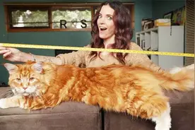 这种猫身长1.2米，堪称世界上最大的猫，站起来和8岁小孩一般高！视频封面