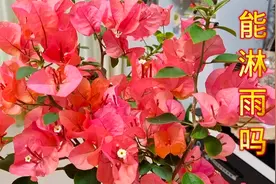 盆栽三角梅能淋雨吗？淋雨的好处和危害都有哪些？看完后明白了！