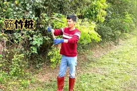 农村簕竹也叫刺竹，如今成了盆景界的喜爱