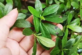 杜鹃花叶片有黑斑，给它喷“这种水”，10天后基本搞定