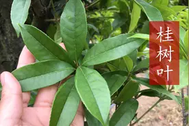 才发现桂树叶比桂花还值钱，它的厉害妙用你知道吗？一起了解吧