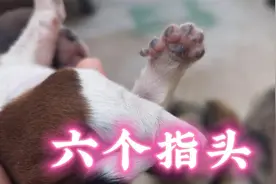 新出生的小狗竟然是“六指儿”，狗爸爸是妻管严