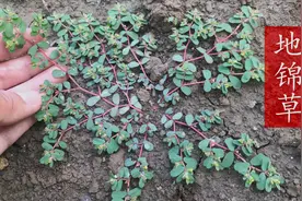 地锦草别称“乳汁草”，有乳汁不通奶水不足烦恼，怎能错过？视频封面