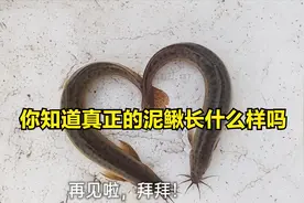 我们平时吃的泥鳅是真正的泥鳅吗？你知道真正的泥鳅长什么样吗？