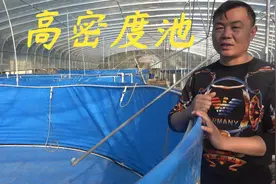 老林放弃养虾，12个高密度养殖池全部用来养脆肉罗非鱼