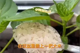 花盆里撒一把大米，不管多难养的花，不黄叶不烂根越长越旺盛视频封面