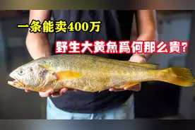 同样是黄鱼，为何野生的能卖出400万天价，人工养殖的却论斤卖？