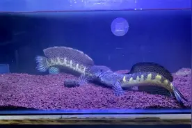 两条眼镜蛇雷龙鱼，从相遇相知到相爱相杀，过程太刺激脸都看红了视频封面