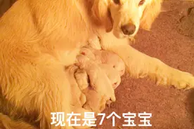 金毛犬一胎生个7个狗宝宝视频封面