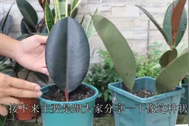 这就是，用橡皮树叶片扦插-快速长成一棵树的最好最快方法视频封面