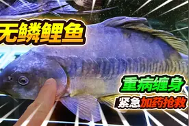 铁头罗汉重伤痊愈，无鳞大鲤鱼浑身长白膜，拿出秘方救治三天就好视频封面