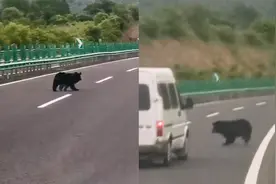 吉林一黑熊高速上欢快跳跃奔跑，司机抓拍视频后果断报警视频封面