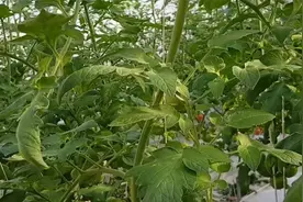 根腐病5分钟恢复生长，比打药强10倍，喷后一季不反复视频封面