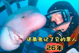 谁说鱼的记忆只有七秒？这条鱼记了它的救命恩人26年，太有灵性了