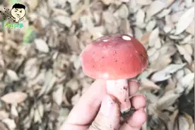 乡野网事：红菇品种有100多种，有的甚至有毒，但这种却贵的离谱