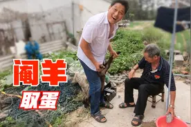 阿阳请老师傅阉割羊，祖传的手艺1分钟搞定，羊蛋割来还能做美食