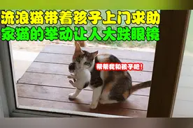 流浪猫带着5只小猫上门求助，家猫的反应耐人寻味，主人也慌了！