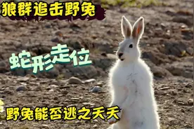 4匹狼捕食兔子，它能成功逃脱吗？镜头记录全过程