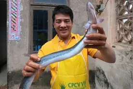 刀仔把白鳝做一地道美食，去掉粘液取出鳝骨，扔锅里油炸太香了