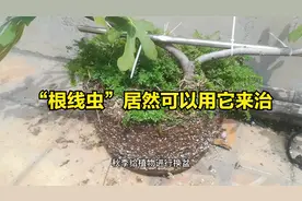 “根线虫”是什么？花草长了根线虫，居然可以用它来治视频封面